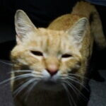 teluyukitoki さんのプロフィール写真